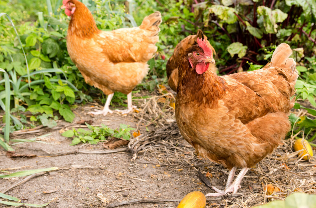 Pasza dla kur niosek – klucz do zdrowia i wydajności produkcji jaj